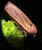 Noctua pronuba